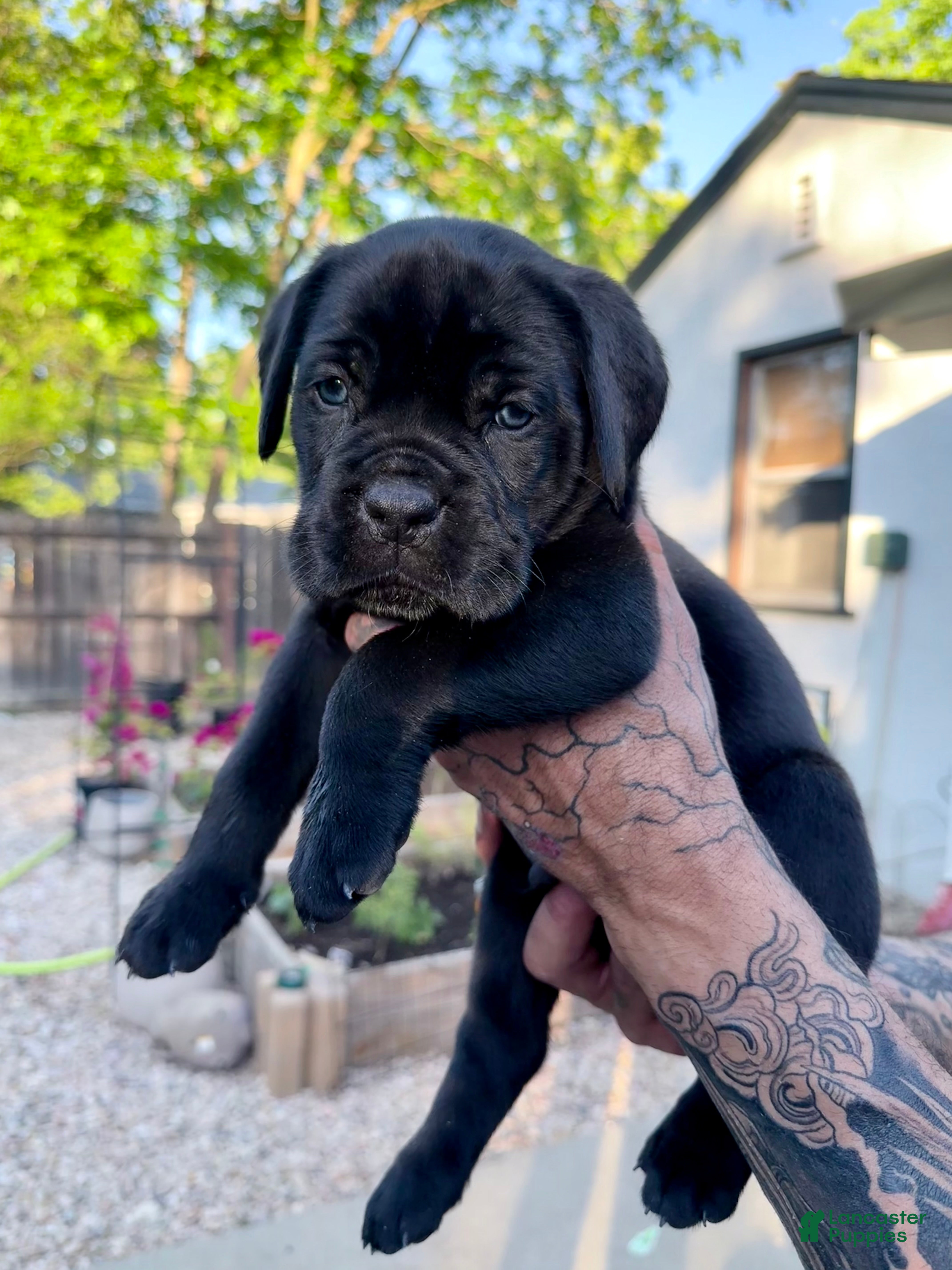 Cane Corso dogs Cane Corso Puppy 1 (blue) - Ad 1