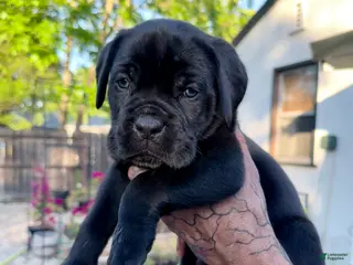 Cane Corso dogs Cane Corso Puppy 1 (blue) - Ad 1