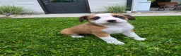 Mixed Breed dogs for sale: Lexi - Ad 7