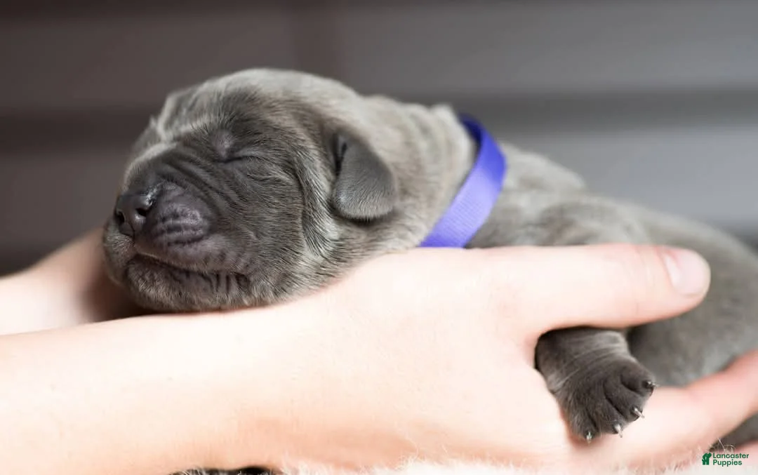 Cane Corso dogs for sale: Titan Bones Goliath The Bone Crusher - Ad 1