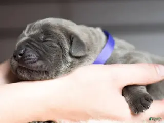 Cane Corso dogs Titan Bones Goliath The Bone Crusher - Ad 20