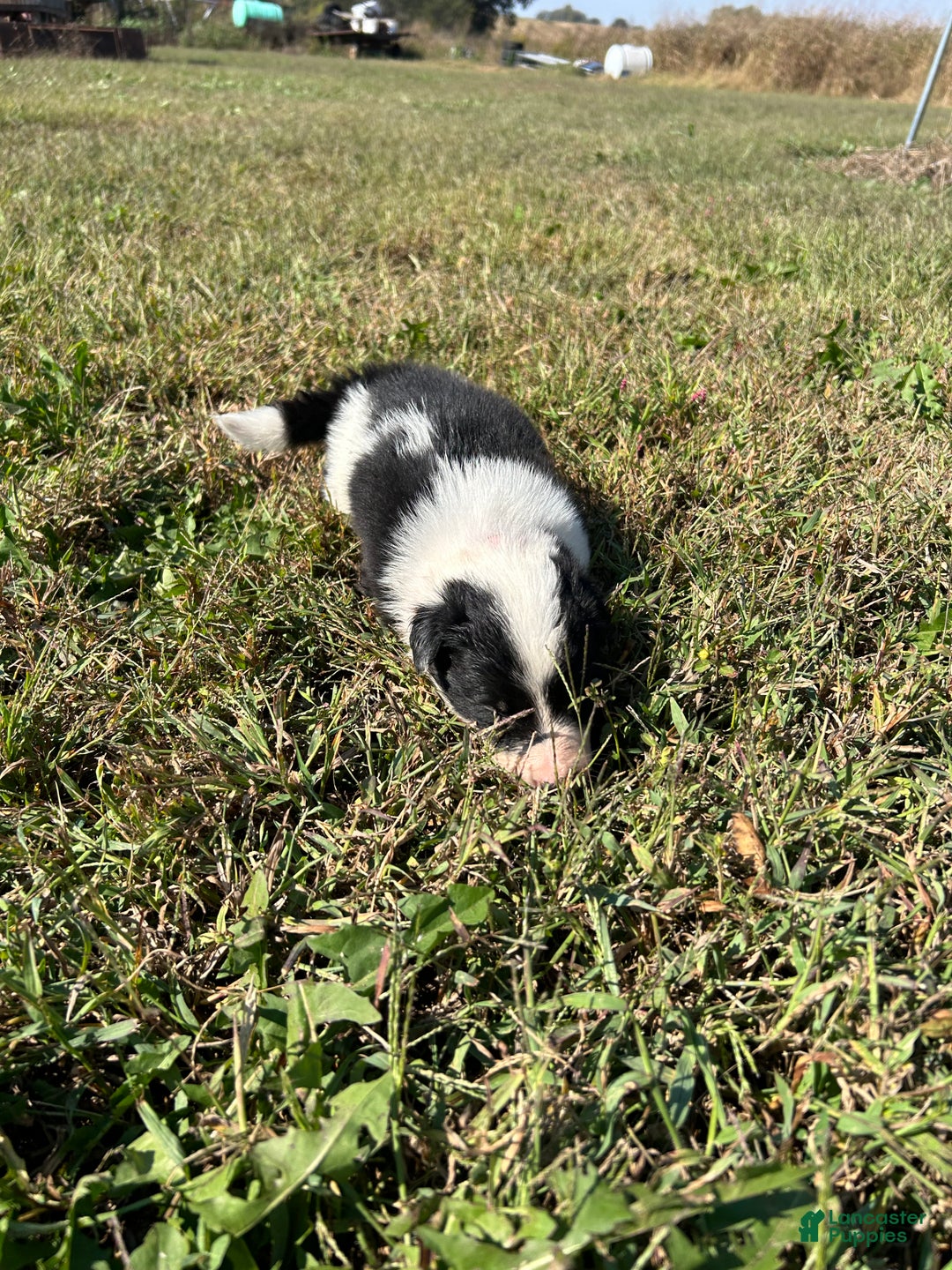 Border Collie dogs for sale: Border Collie Puppy 2 - Ad 5