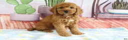 Mini Goldendoodle dogs for sale: Kloe - Ad 1