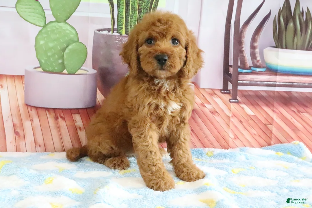 Mini Goldendoodle dogs for sale: Kloe - Ad 1