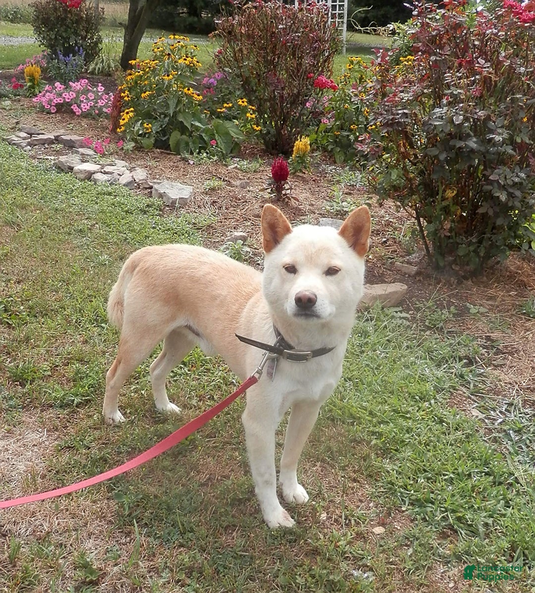 Mixed Breed dogs for sale: Luna - Ad 11