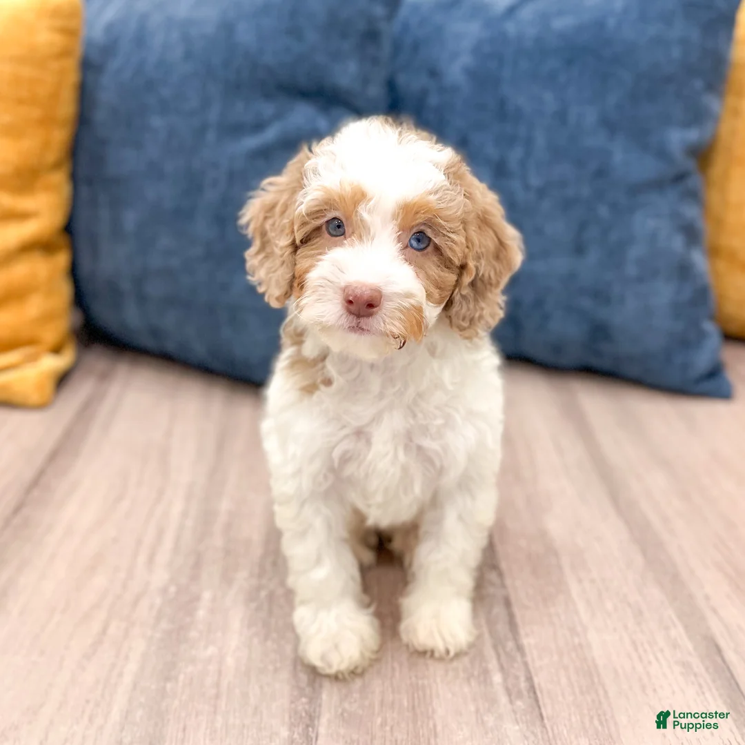 Miniature Poodle dogs for sale: Sasha - Ad 1