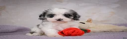Cavapoo dogs for sale: Penny - Ad 10