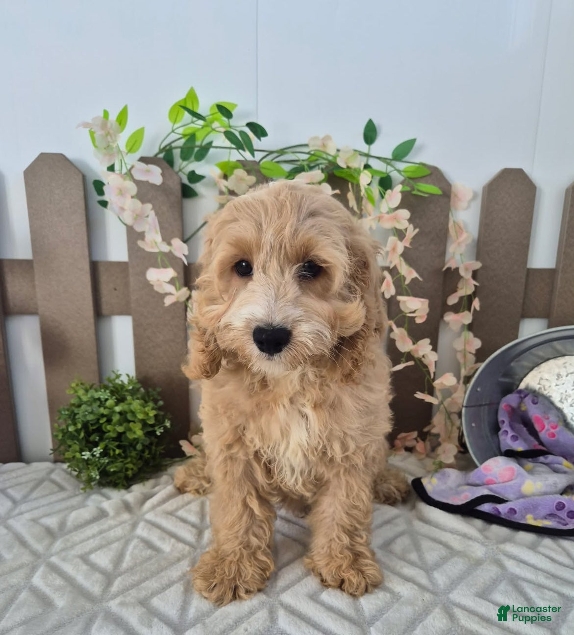 Cockapoo dogs Alex Cockapoo  - Ad 2