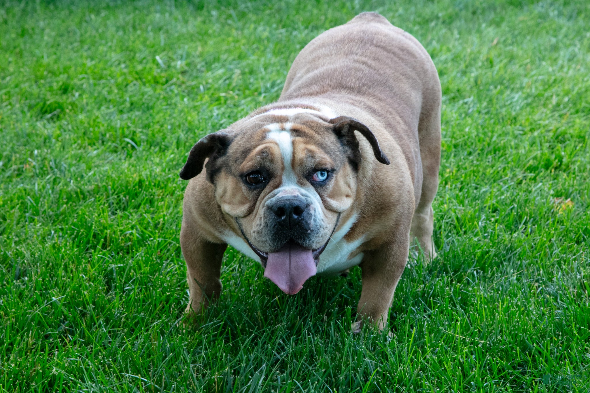 Beabull dogs Latte Letty - Ad 4