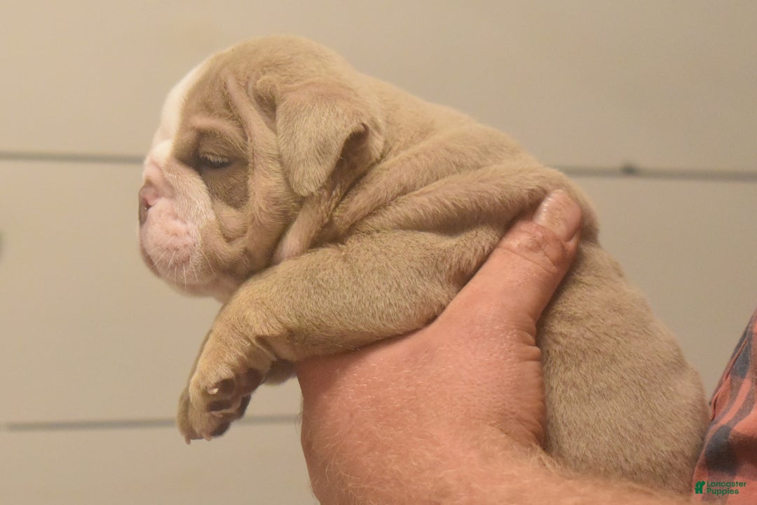 English Bulldog dogs for sale: Chip - Ad 2