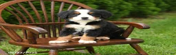 Bernese Mountain Dog dogs for sale: Lola - Ad 4