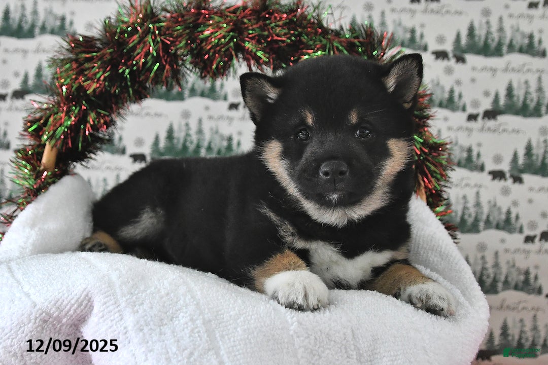 Shiba Inu dogs for sale: Remi - Ad 2