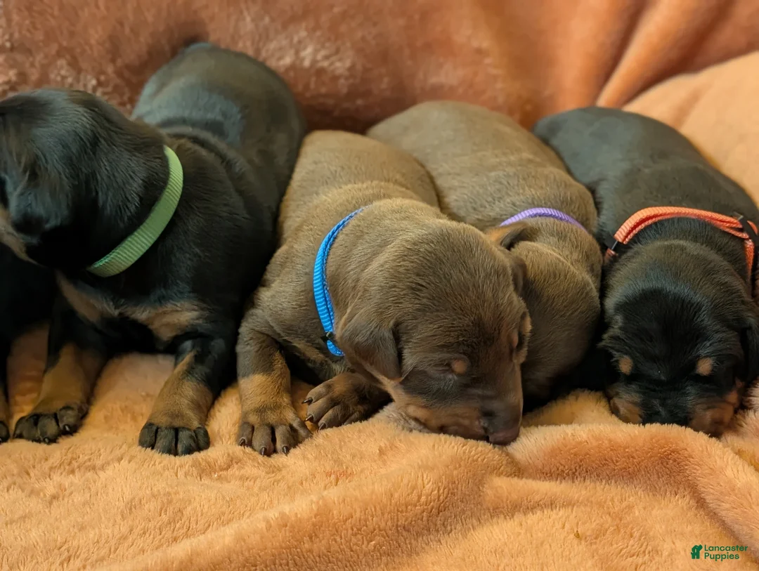 Doberman Pinscher dogs for sale: Red Male blue collar - Ad 1