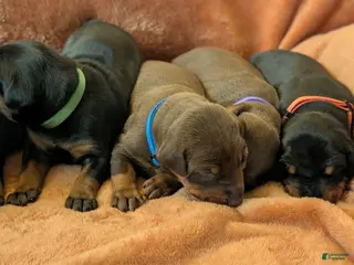 Doberman Pinscher dogs Doberman Pinscher Puppy 1 - Ad 33