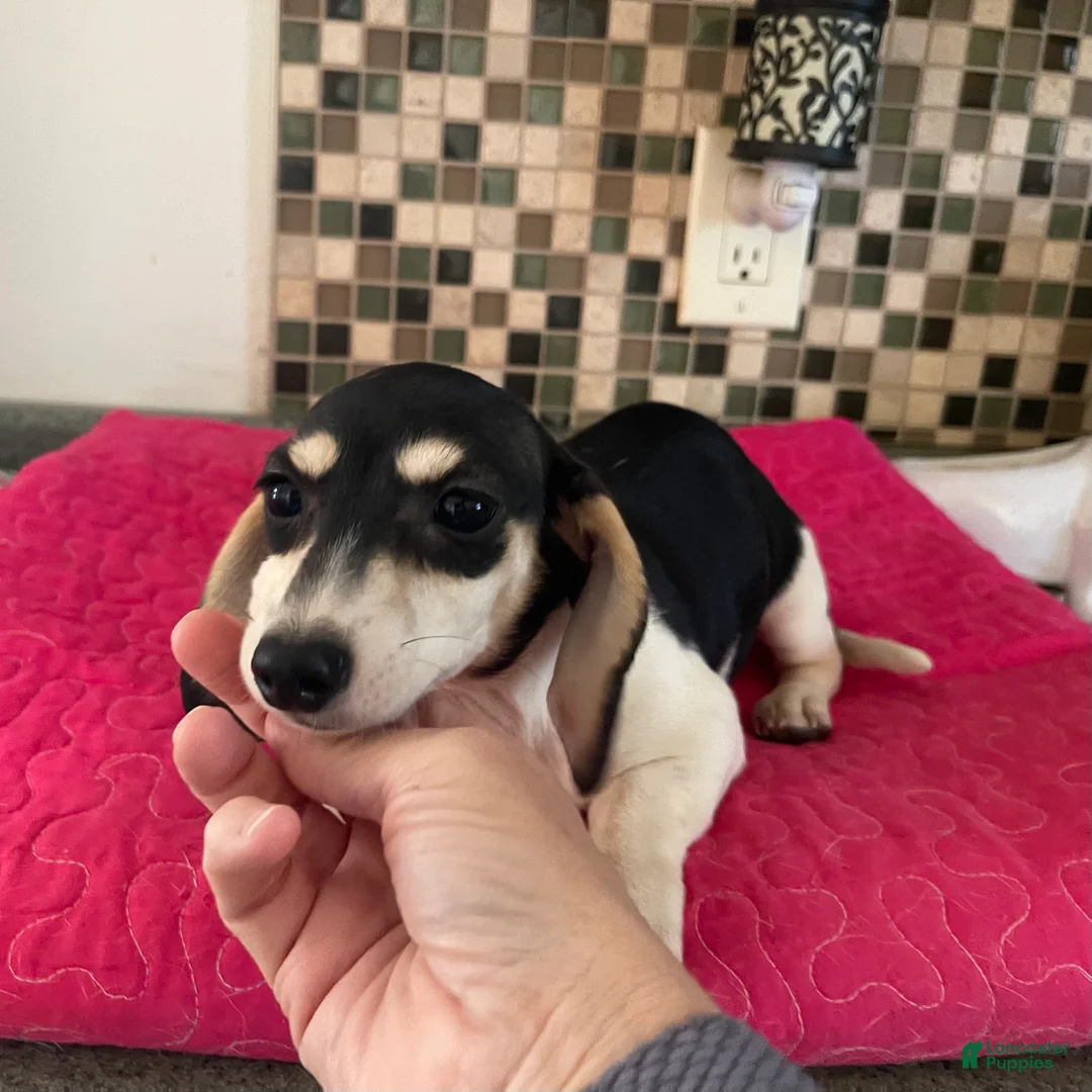 Dachshund dogs for sale: Maple - Ad 2