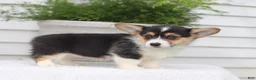 Welsh Corgi Pembroke dogs for sale: Tilly - Ad 3