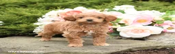 Mini Goldendoodle dogs for sale: Scarlet - Ad 3