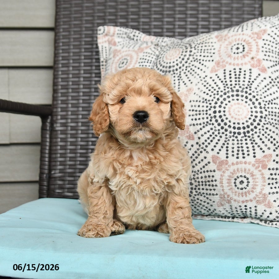 Cavapoo dogs Striker - Ad 2