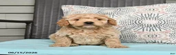 Cavapoo dogs for sale: Striker - Ad 2