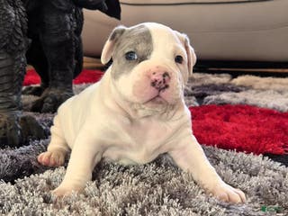 Mixed Breed dogs "WOLVERINE" WHITE MERLE - Ad 15