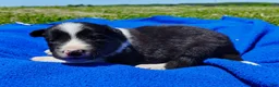 Border Collie dogs for sale: Finnley  - Ad 15