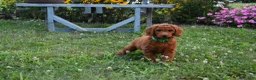 Standard Poodle dogs for sale: Emmy moyen  - Ad 2