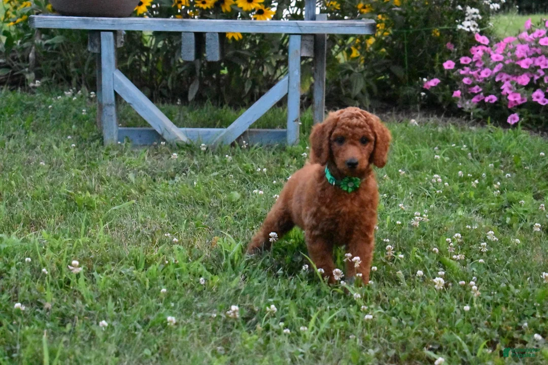 Standard Poodle dogs for sale: Emmy moyen  - Ad 2