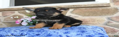 Sebastian