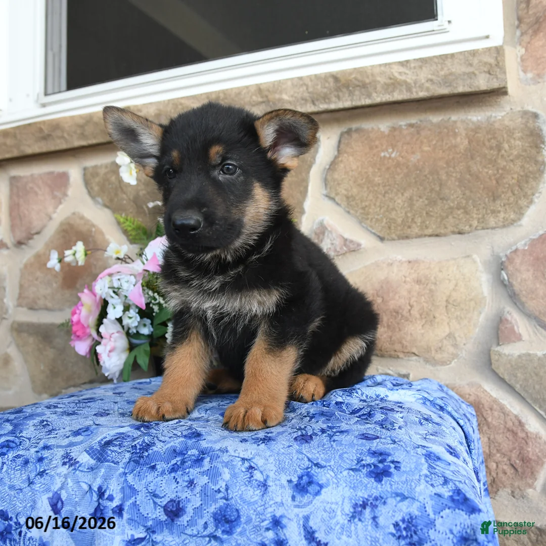 German Shepherd dogs for sale: Sebastian - Ad 1