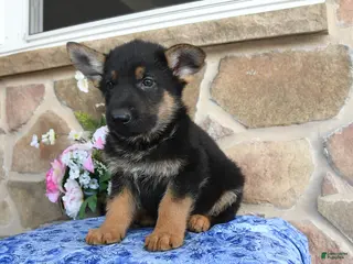 German Shepherd dogs for sale: Sebastian - Ad 4