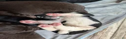 Newfoundland dogs for sale: Hudson - Ad 8