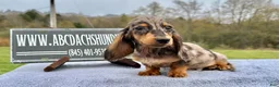 Miniature Dachshund dogs for sale: AKC Russian- Pra clear sale - Ad 10