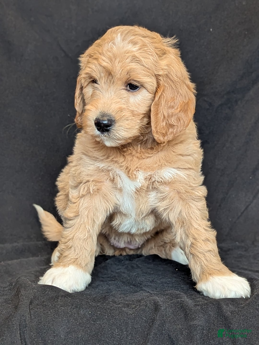 Goldendoodle dogs for sale: Lainey  - Ad 2
