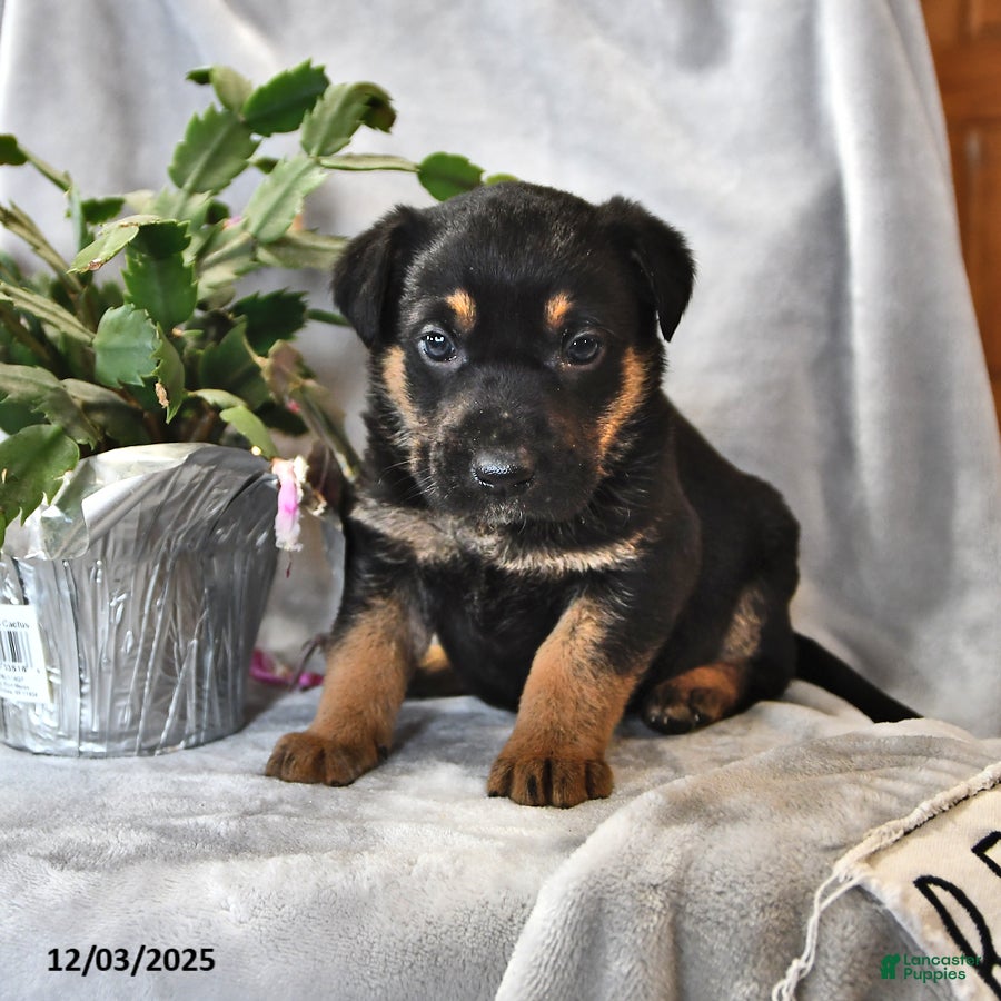Mixed Breed dogs Fudge - Ad 26