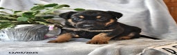 Mixed Breed dogs for sale: Fudge - Ad 1