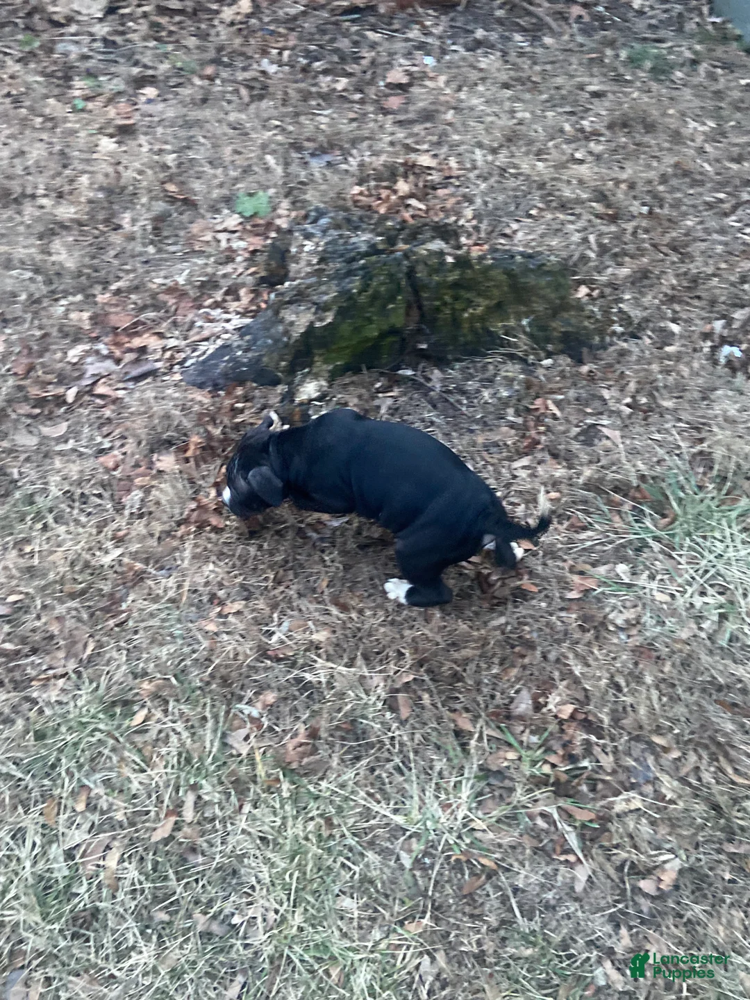 Mixed Breed dogs for sale: Mixed Breed Puppy 4 - Ad 2