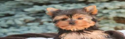 Yorkshire Terrier dogs for sale: Buckskin - Ad 3