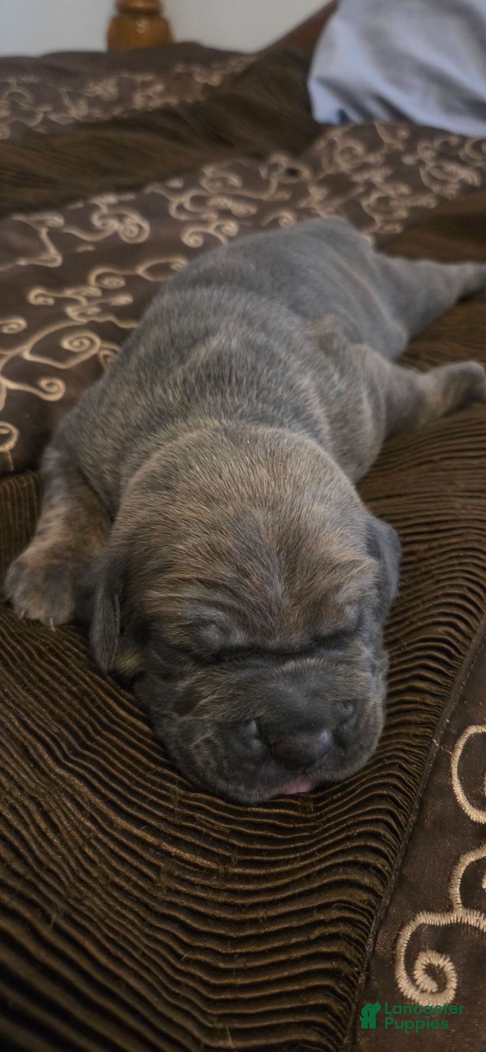 Cane Corso dogs Cane Corso 1 - Ad 28