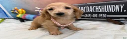 Dachshund dogs for sale: ee import cece - Ad 6