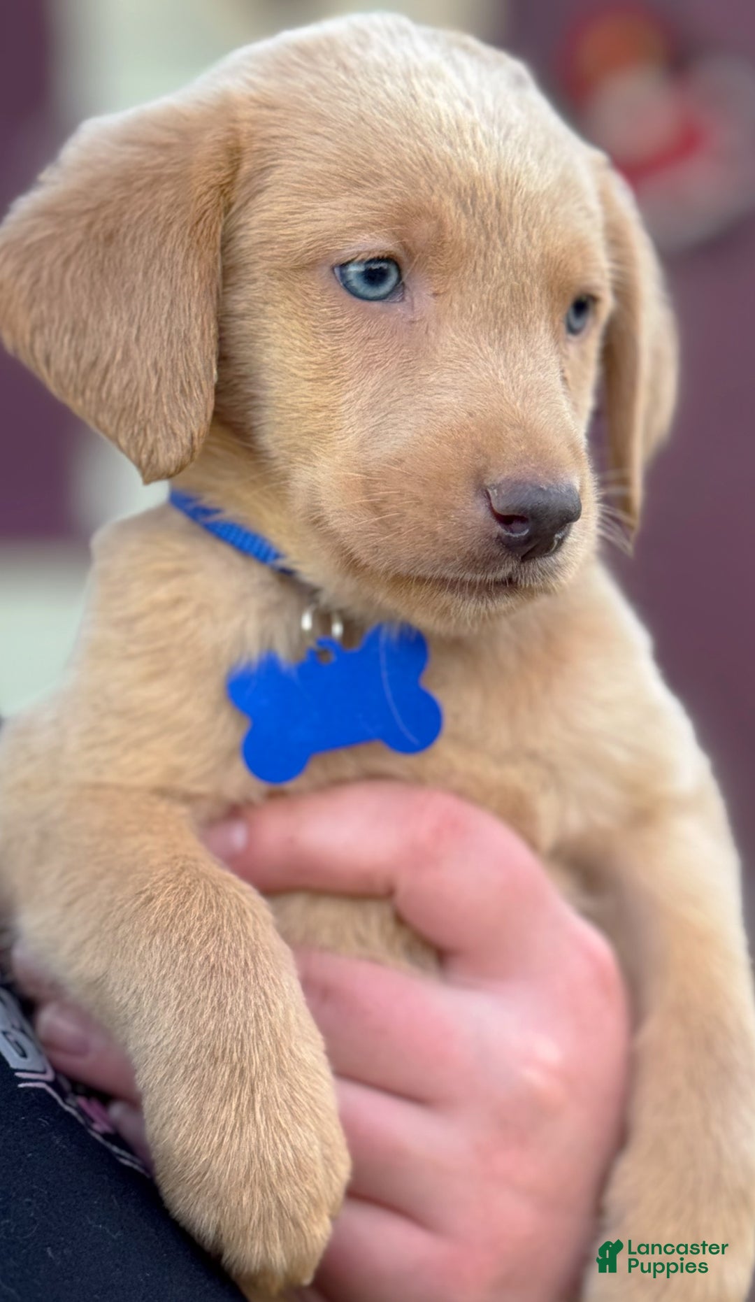 Labrador Retriever dogs for sale: Labrador Retriever Puppy 2 - Ad 10