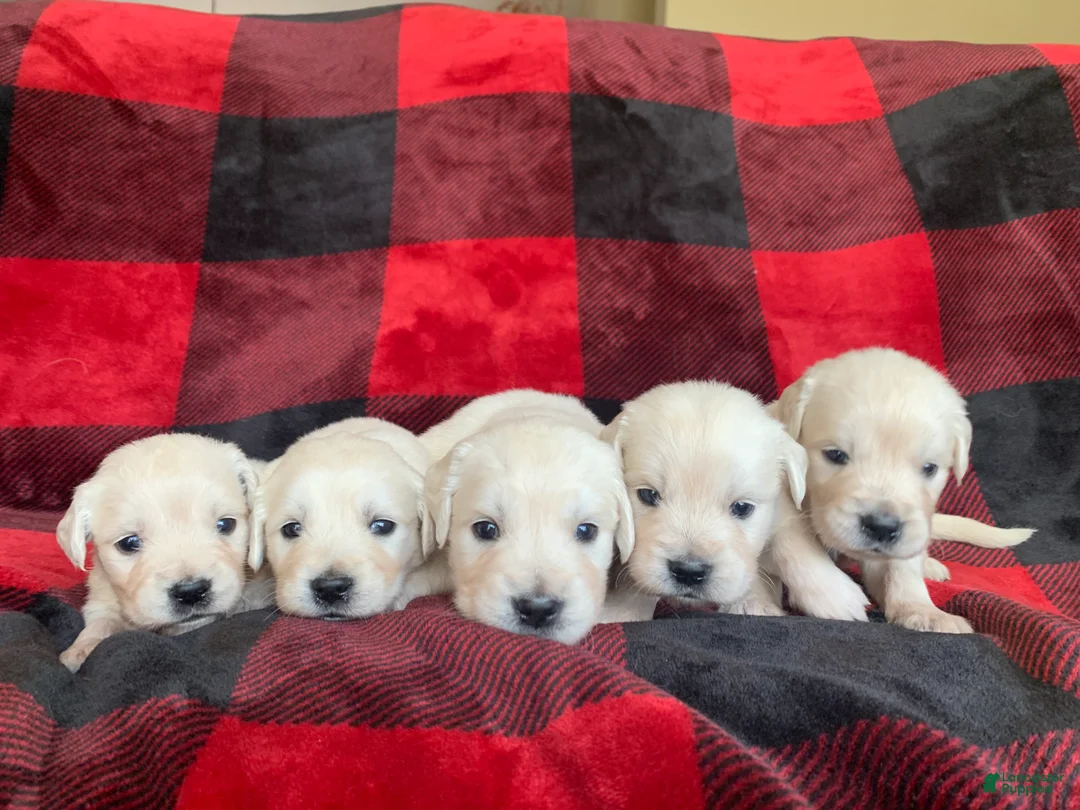 Golden Retriever dogs for sale: Golden Retriever Puppy 5 - Ad 1