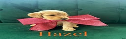 Goldendoodle dogs for sale: Hazel - Ad 4