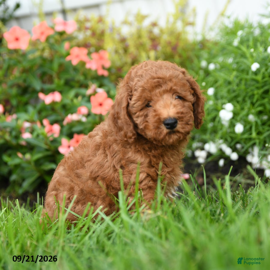 Toy Poodle dogs Crunchy - Ad 2
