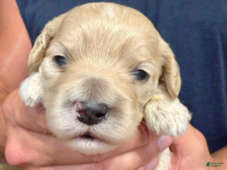 Cockapoo dogs - Ad 13