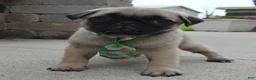 Pug dogs for sale: Paxton - Ad 8