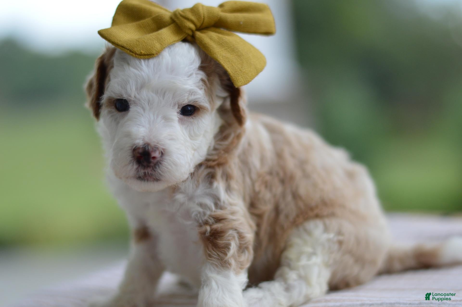 Mini Goldendoodle dogs March - Ad 2