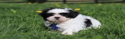 Shih Tzu dogs for sale: Dylan - Ad 6