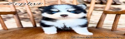 Pomsky dogs for sale: Zephyr - Ad 1