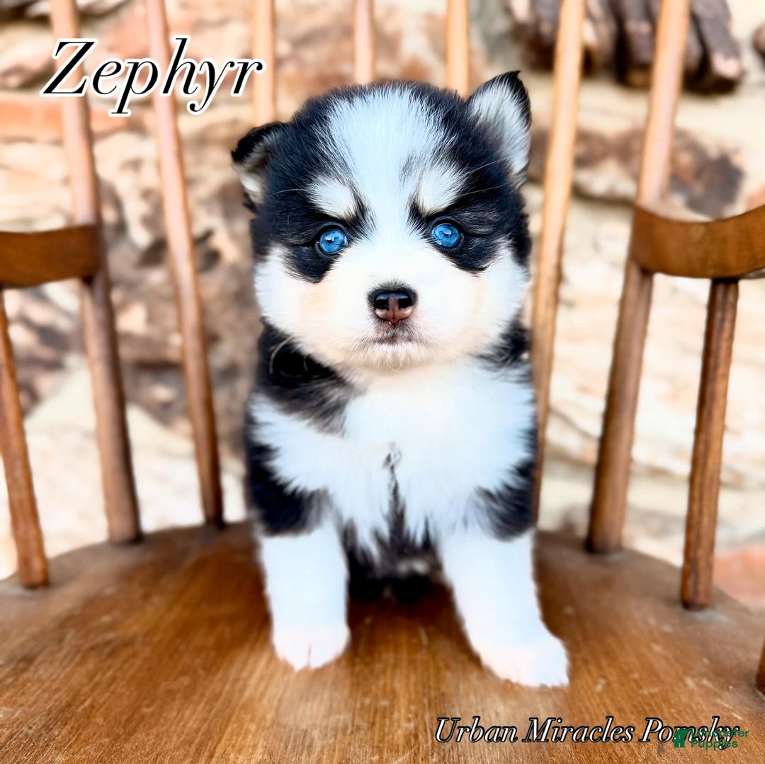 Pomsky dogs for sale: Zephyr - Ad 1