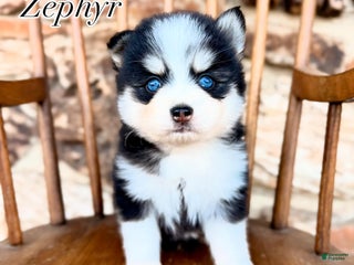 Pomsky dogs Zephyr - Ad 8